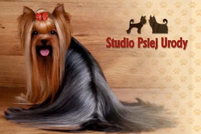Studio Psiej Urody